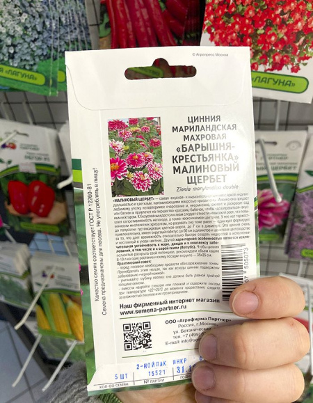 цинния махровая Малиновый щербет